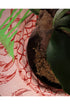 PINK SPIKY HANGING GREEN *Last1